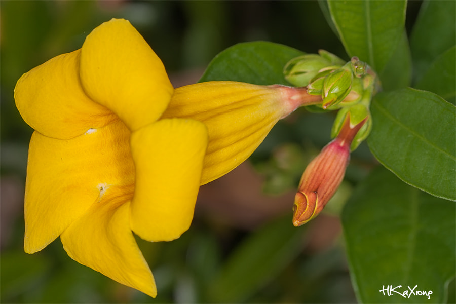 Canon EF-S 60mm F2.8 Macro USM sample photo. Allemanda neriifolia photography
