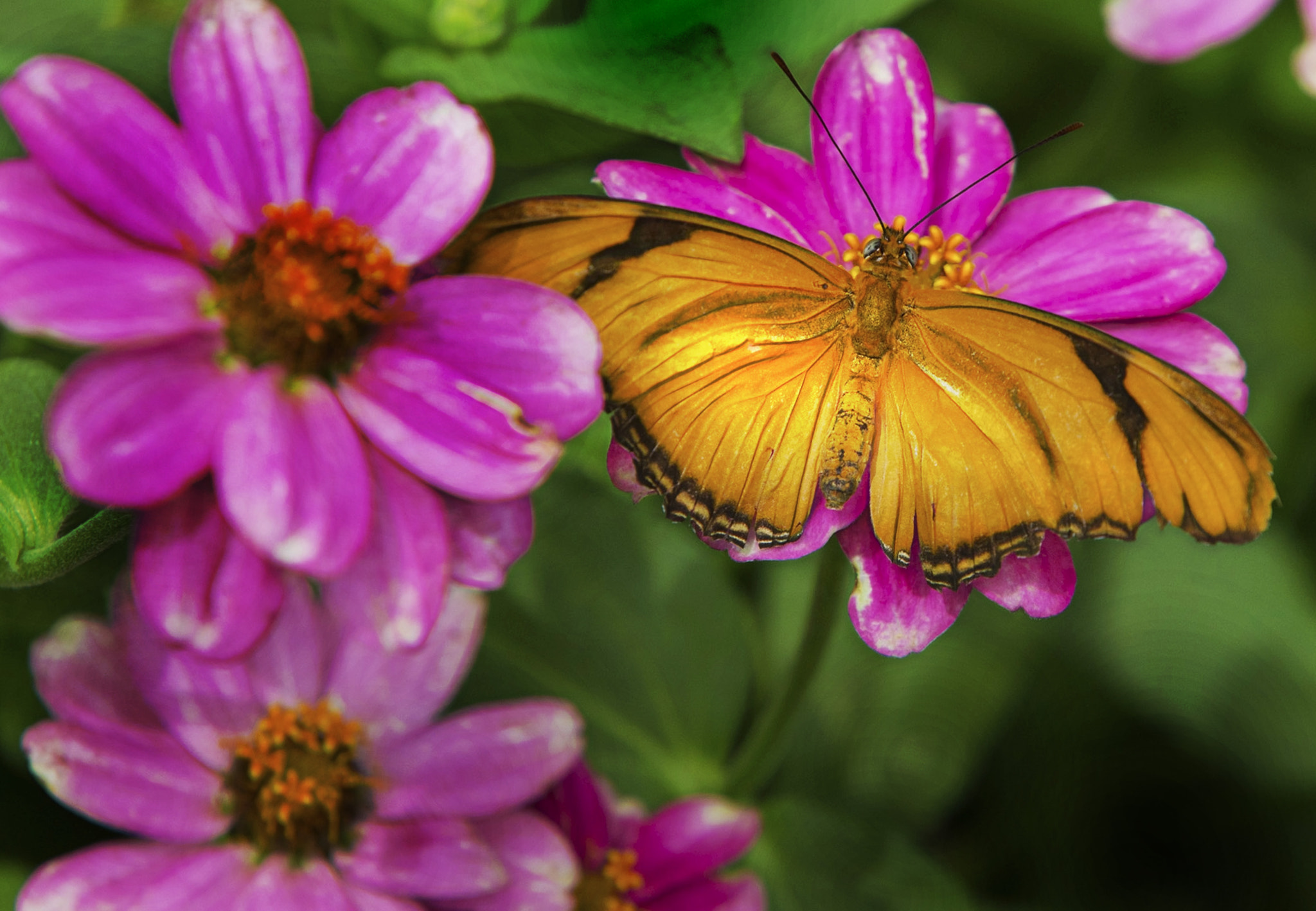 Canon EOS-1D X sample photo. Happy landing photography