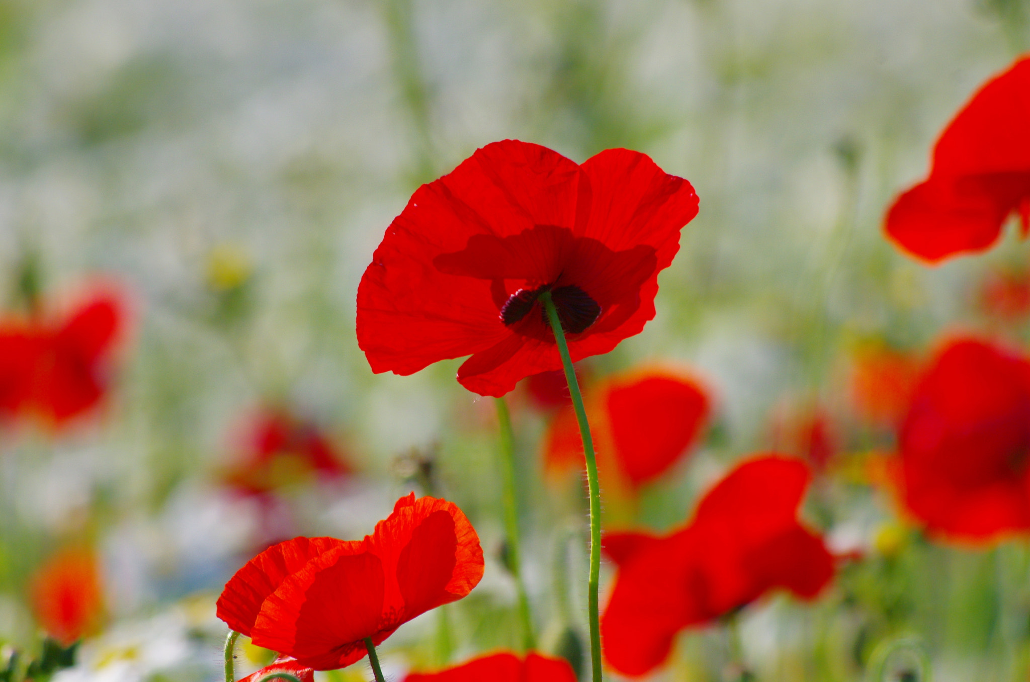 smc PENTAX-DA L 55-300mm F4-5.8 ED sample photo. Bright colors of the poppy photography