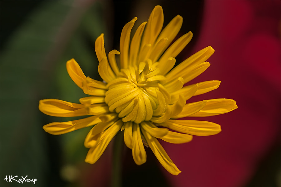 Canon EF-S 60mm F2.8 Macro USM sample photo. Yellow chrysanthemums photography