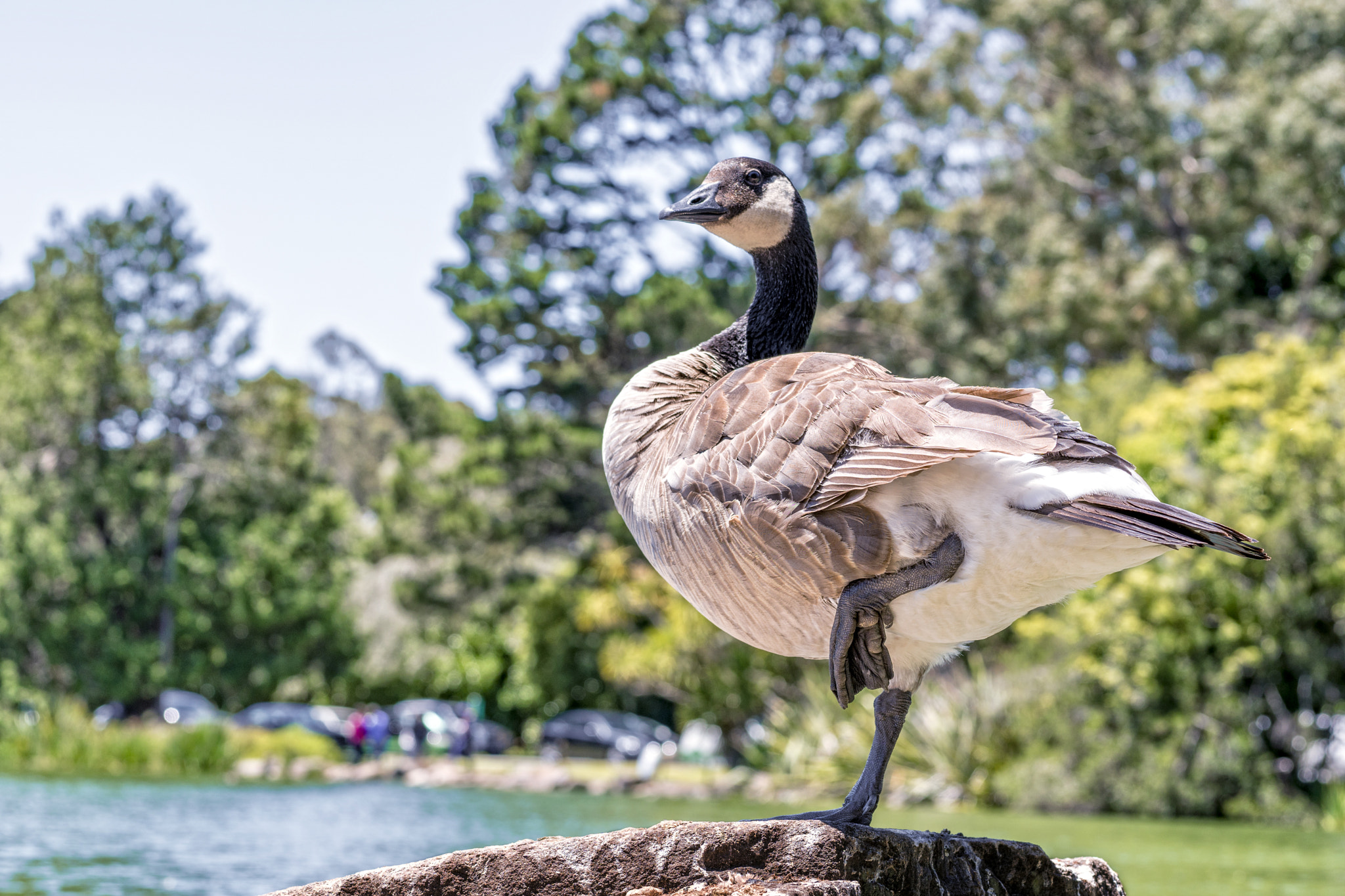 Sony a6300 + E 60mm F2.8 sample photo. Goose 2938 photography