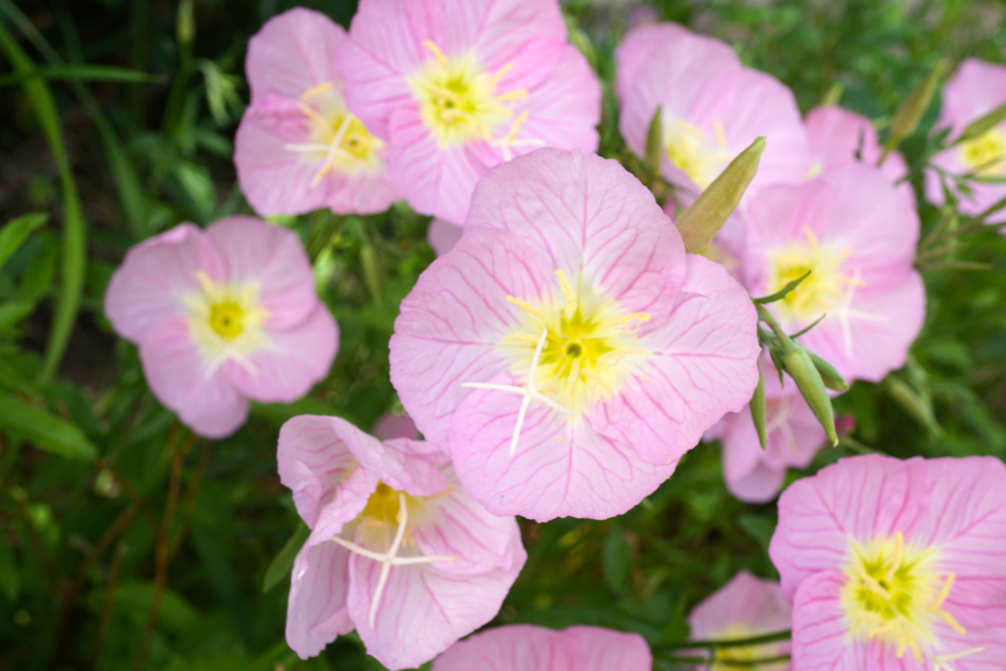 Sony a6000 + Sony E 30mm F3.5 sample photo. Showy evening primroses photography