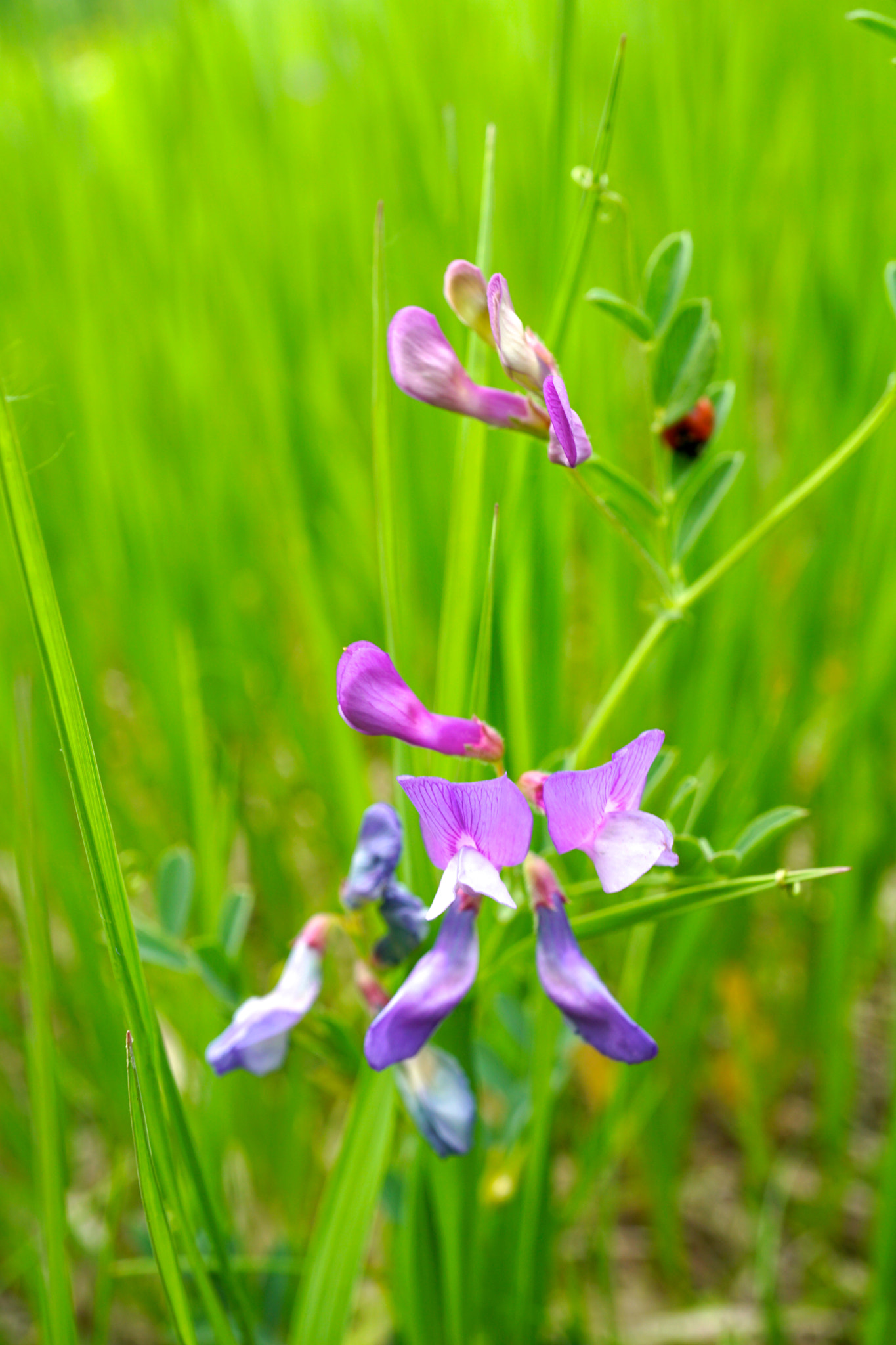 Sony a6000 + Sony E 30mm F3.5 sample photo. Sweet peas photography