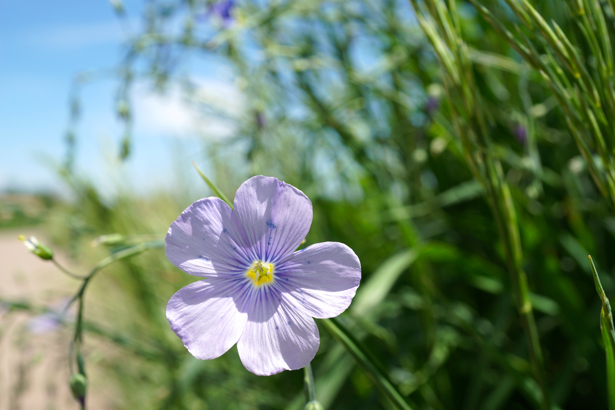 Sony a6000 + Sony E 30mm F3.5 sample photo. Alpine flax photography