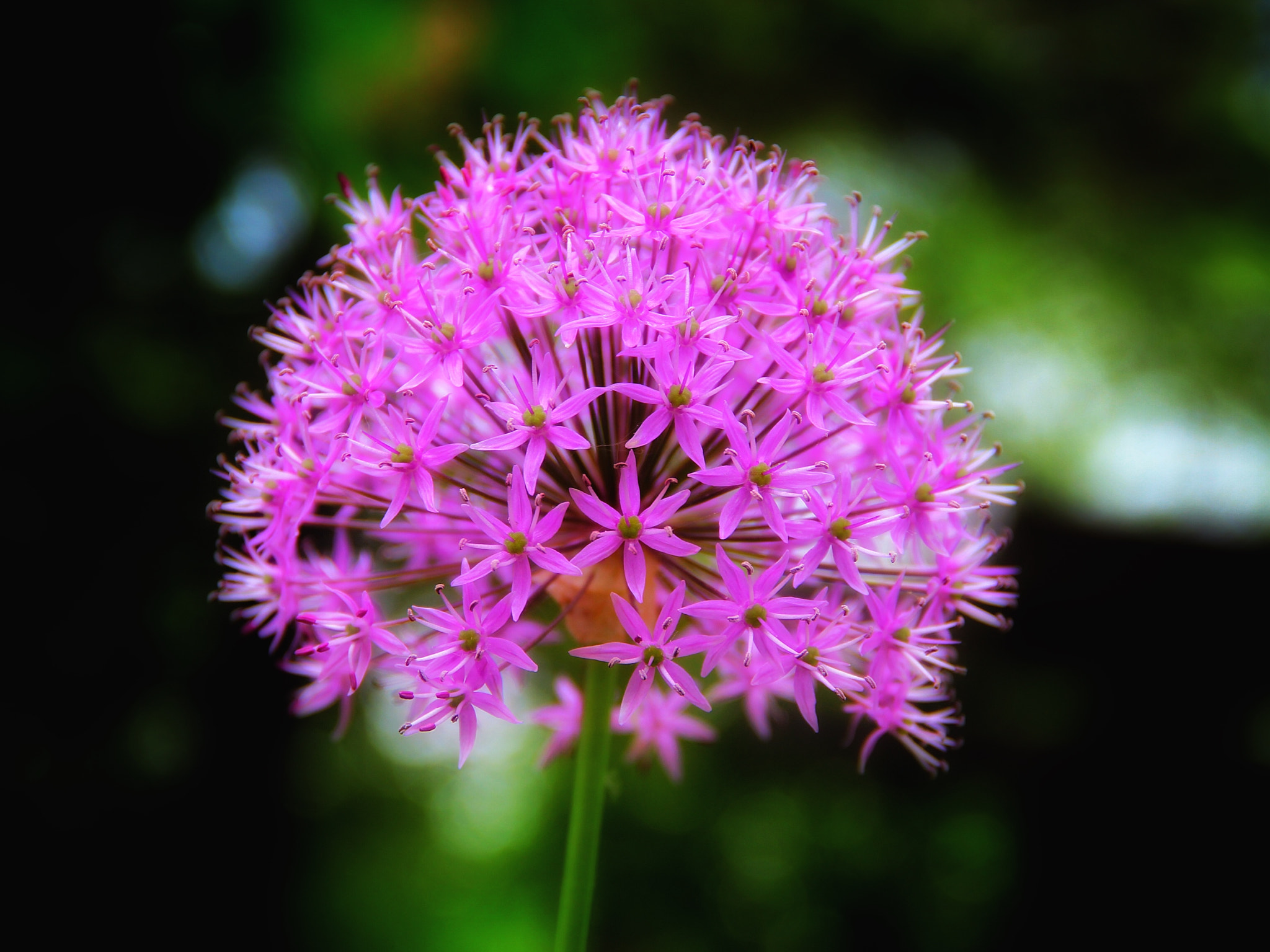 Canon EF-S 18-135mm F3.5-5.6 IS sample photo. Ball of petals photography