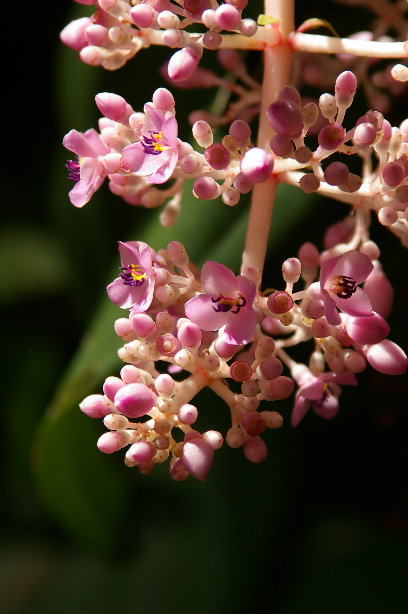 Pentax *ist DS sample photo. Pink flowers photography