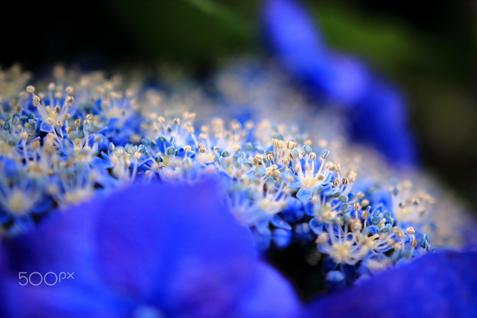 Sigma 18-35mm f/1.8 DC HSM sample photo. Hydrangea, zoom photography