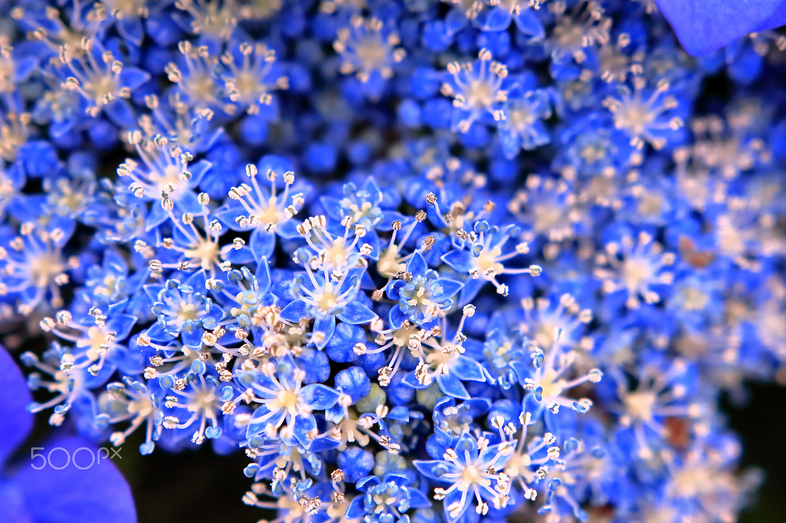 Sigma 18-35mm f/1.8 DC HSM sample photo. Hydrangea, zoom photography