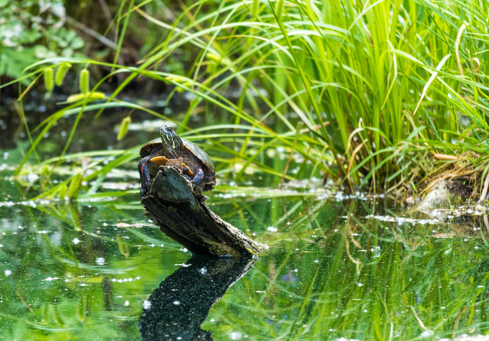 Canon EF-S 55-250mm F4-5.6 IS STM sample photo. Turtle on log iii  photography