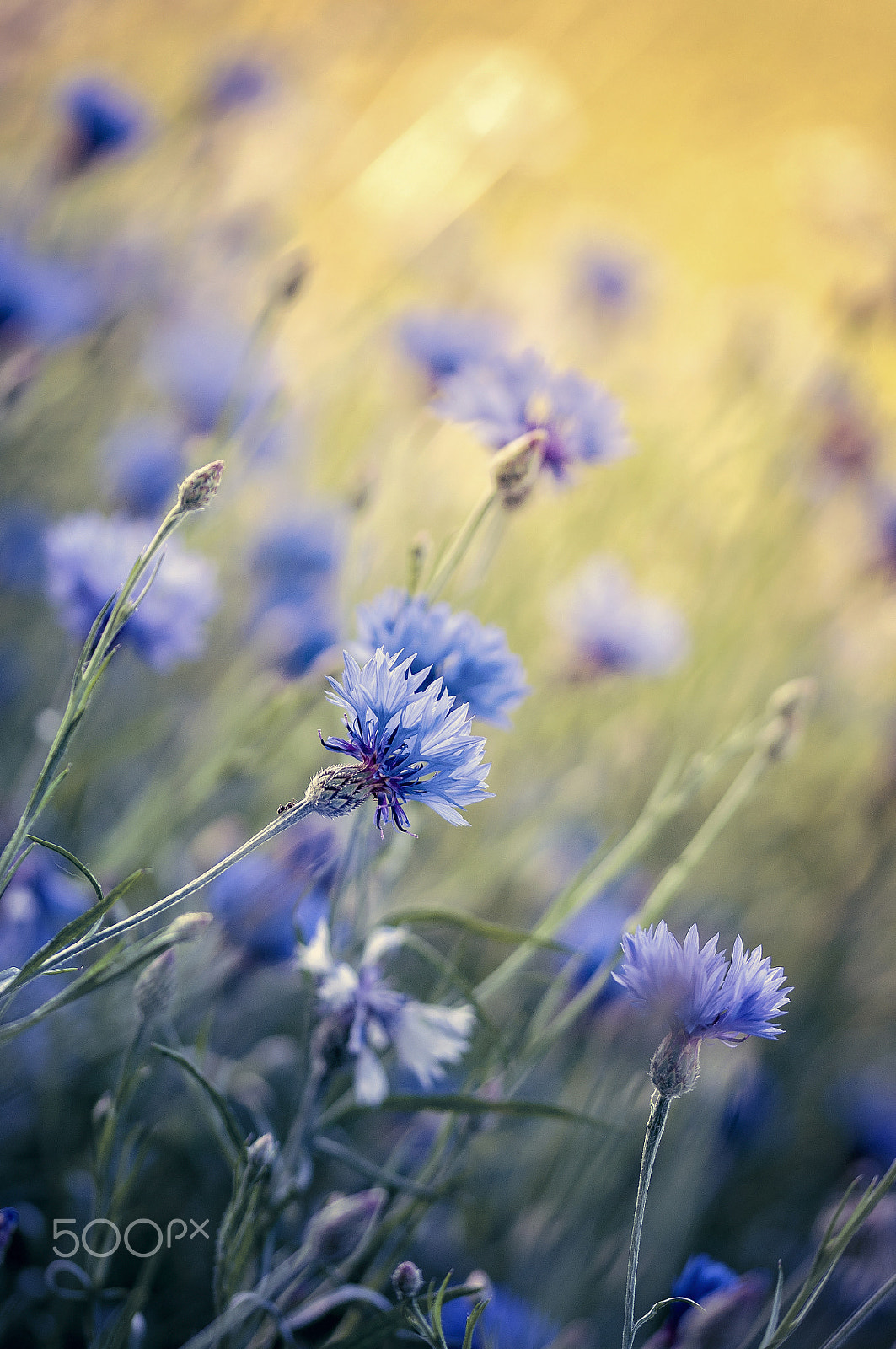 Sigma 105mm F2.8 EX DG OS HSM sample photo. Blue photography