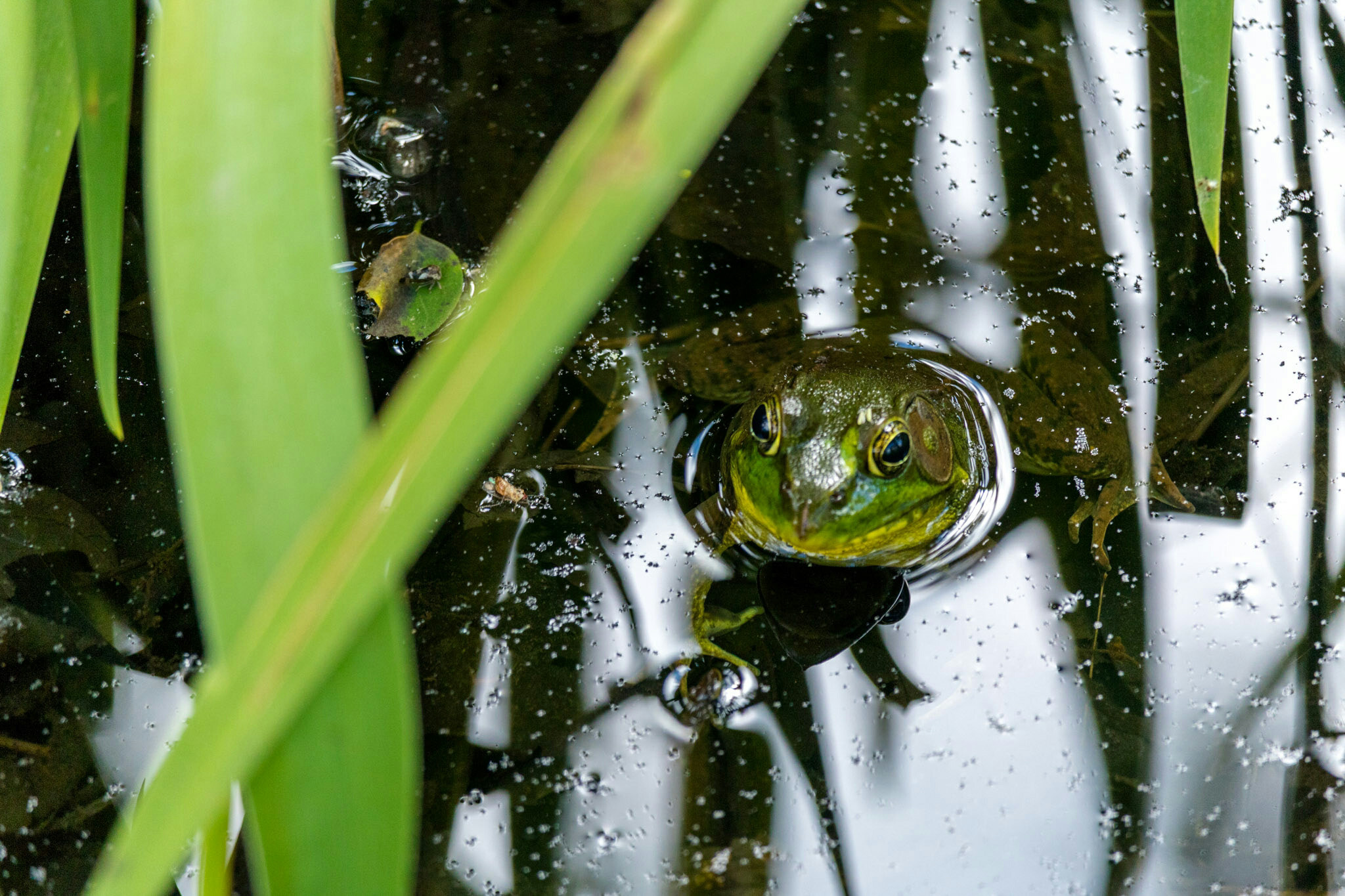 Canon EF-S 55-250mm F4-5.6 IS STM sample photo. Frog again  photography