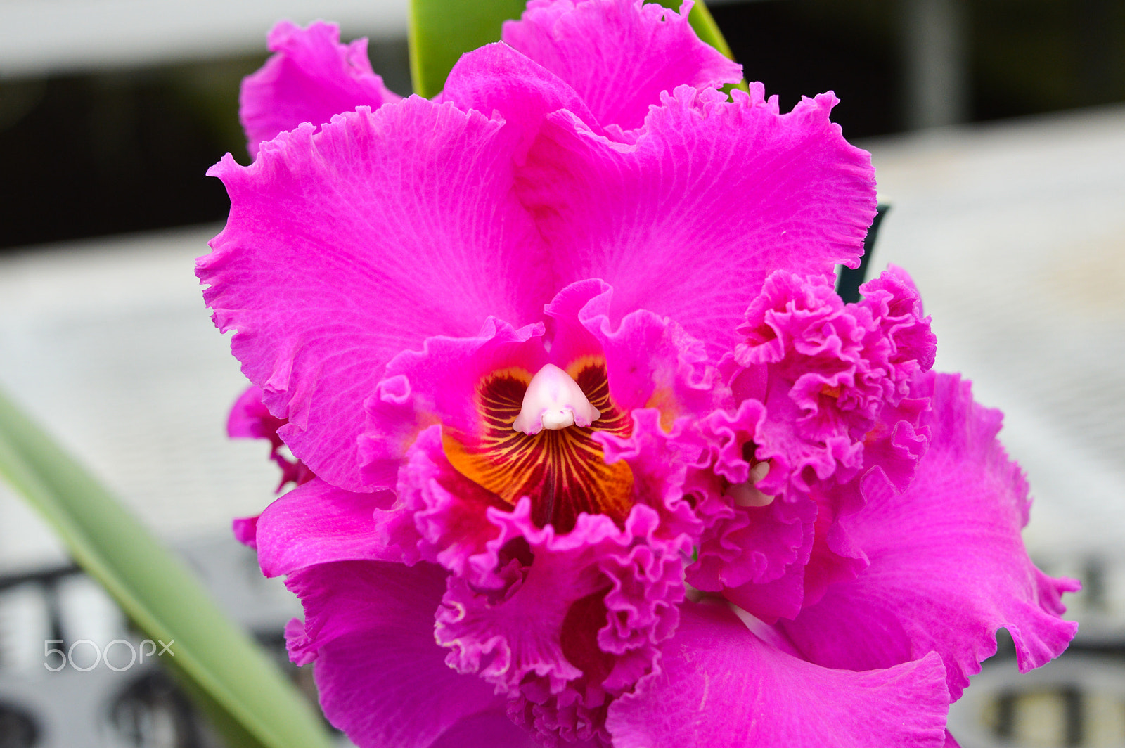 Nikon D3200 + Nikon AF-S Nikkor 28-300mm F3.5-5.6G ED VR sample photo. Fancy pink orchid photography