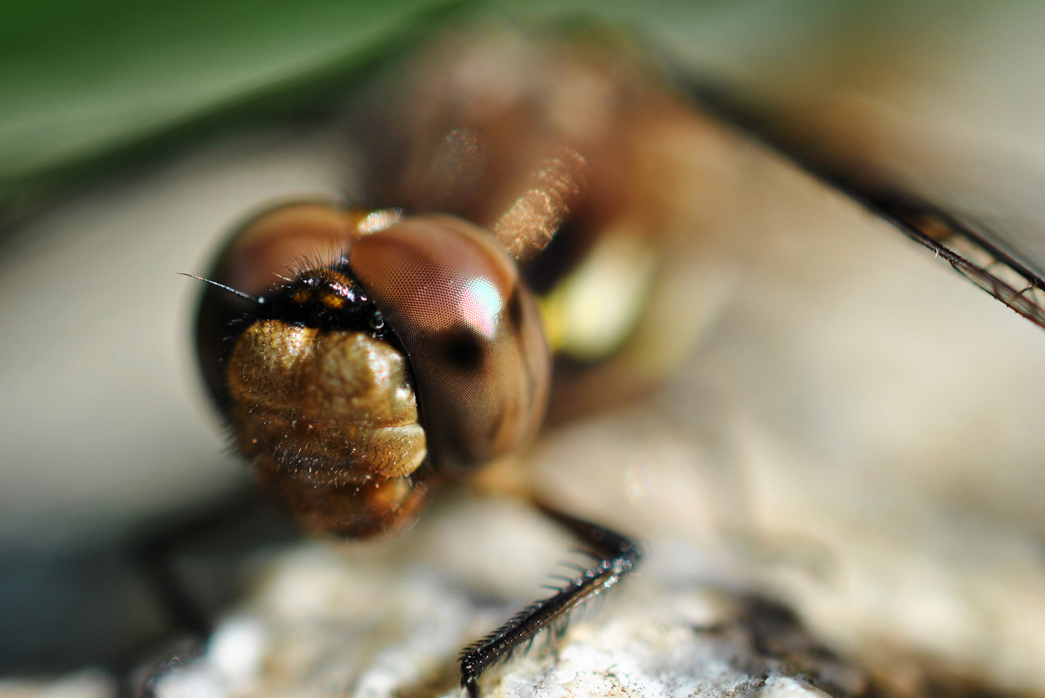 Nikon AF-S DX Micro Nikkor 40mm F2.8 sample photo. Sunbathing dragonfly photography