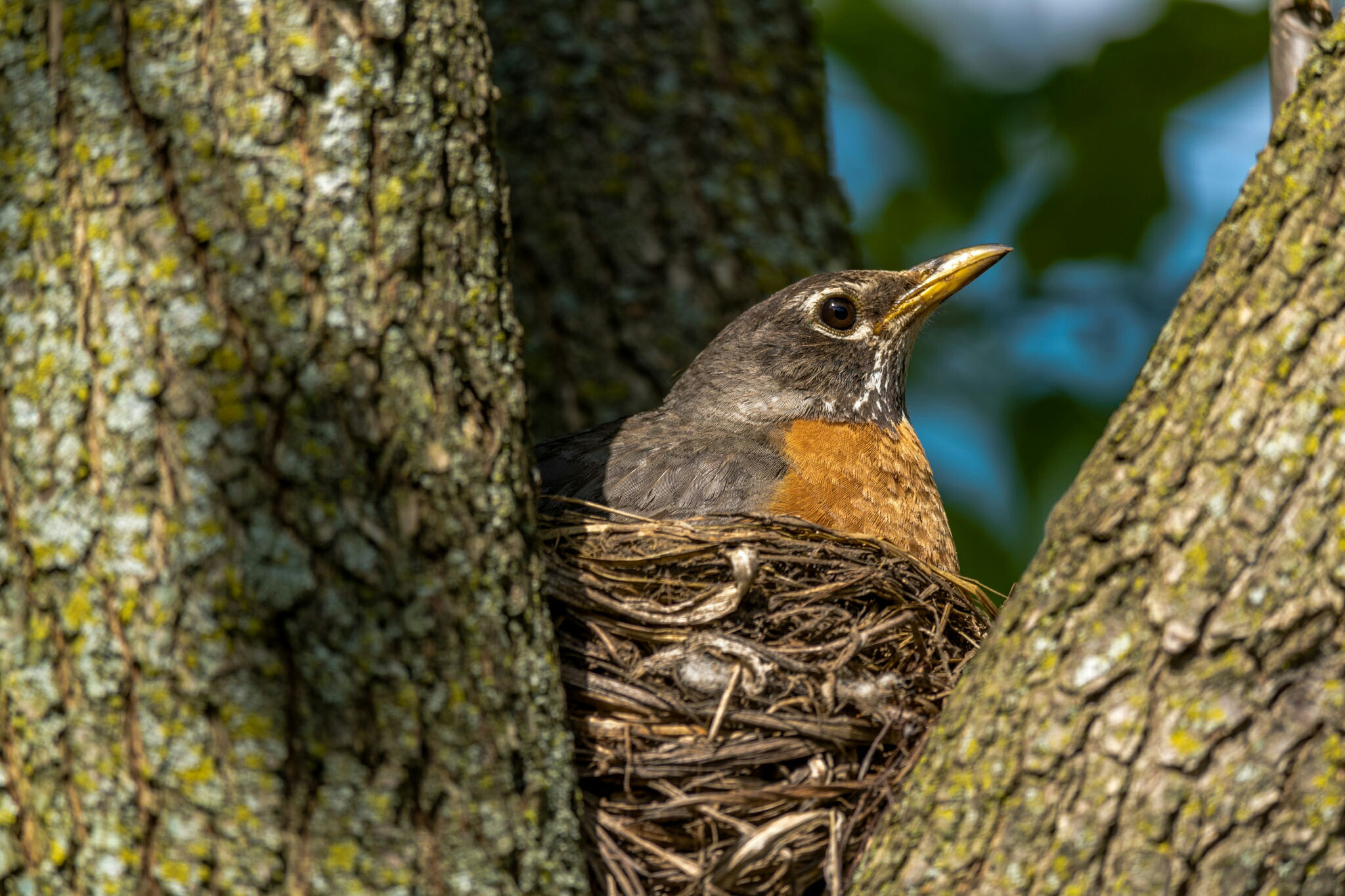 Canon EF-S 55-250mm F4-5.6 IS STM sample photo. Mother robin, redux  photography