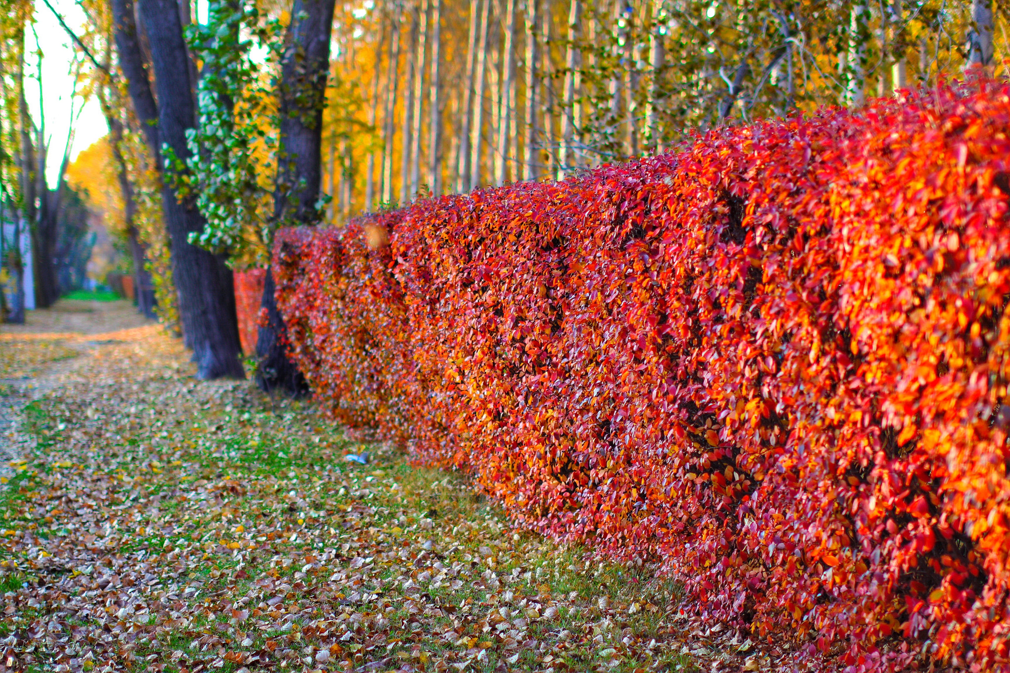 Canon 50mm sample photo. Park photography