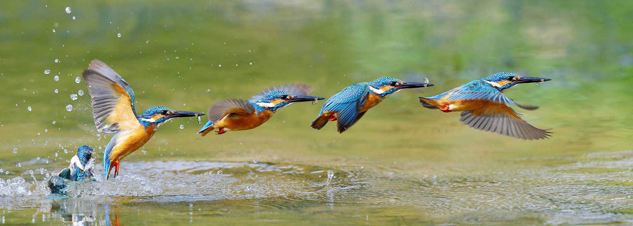 Canon EF 300mm F2.8L IS II USM sample photo. The action of fishing photography