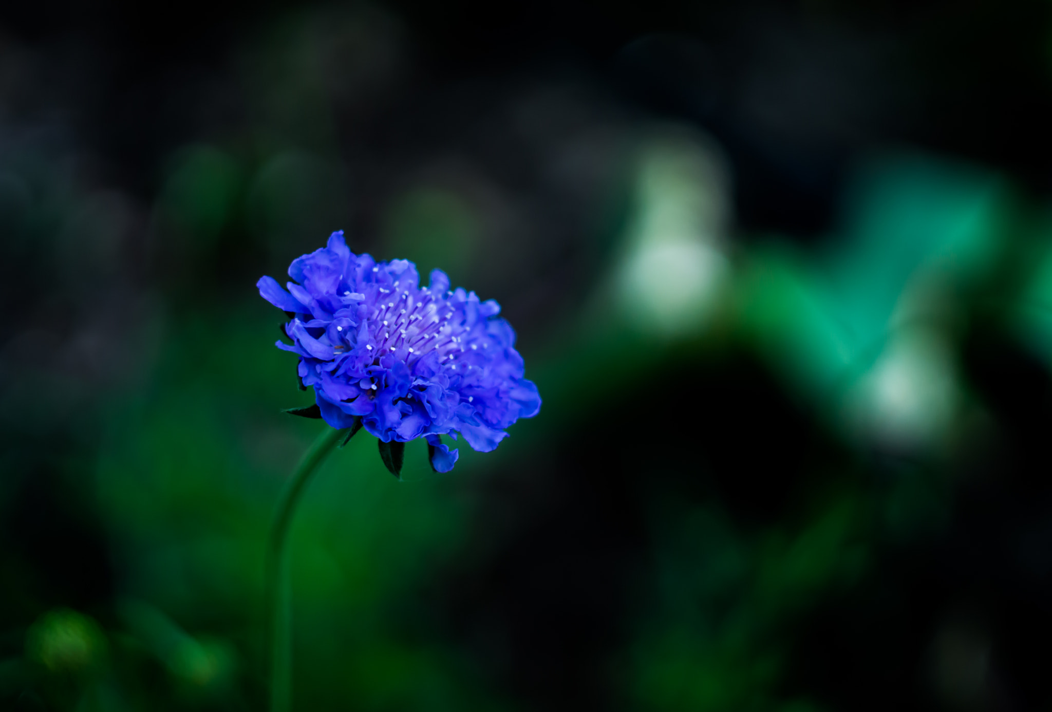 Sony SLT-A77 + Minolta AF 50mm F1.7 sample photo. Blue flower photography