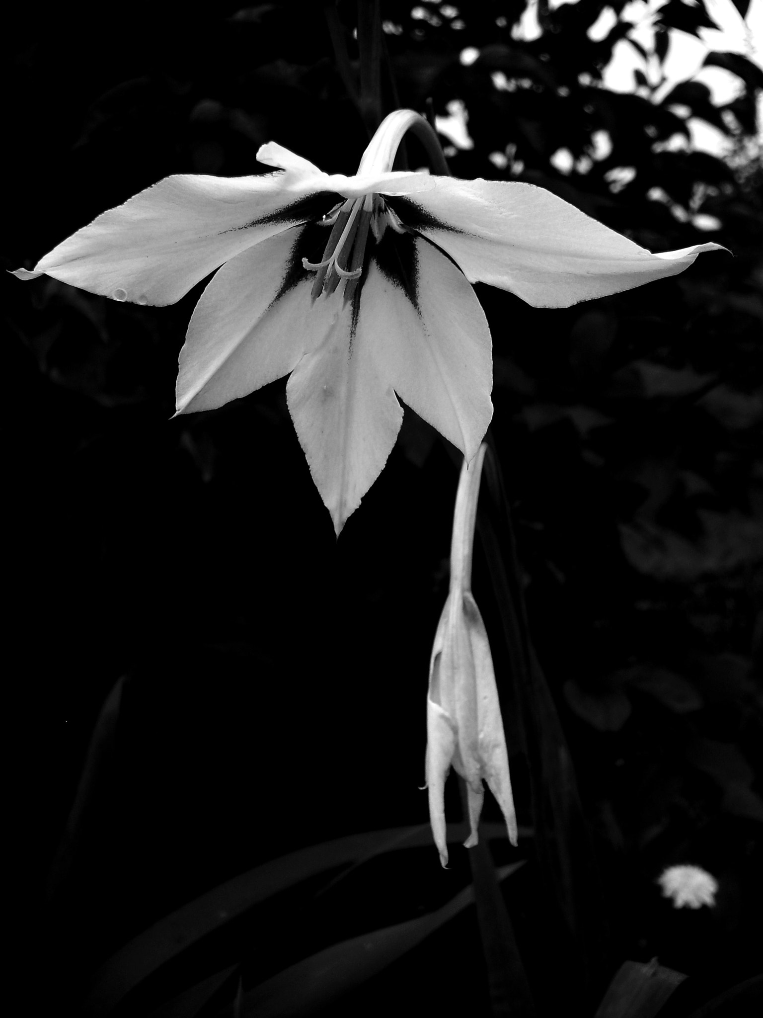 Samsung Digimax S600 / Kenox S600 / Digimax Cyber 630 sample photo. Flower photography