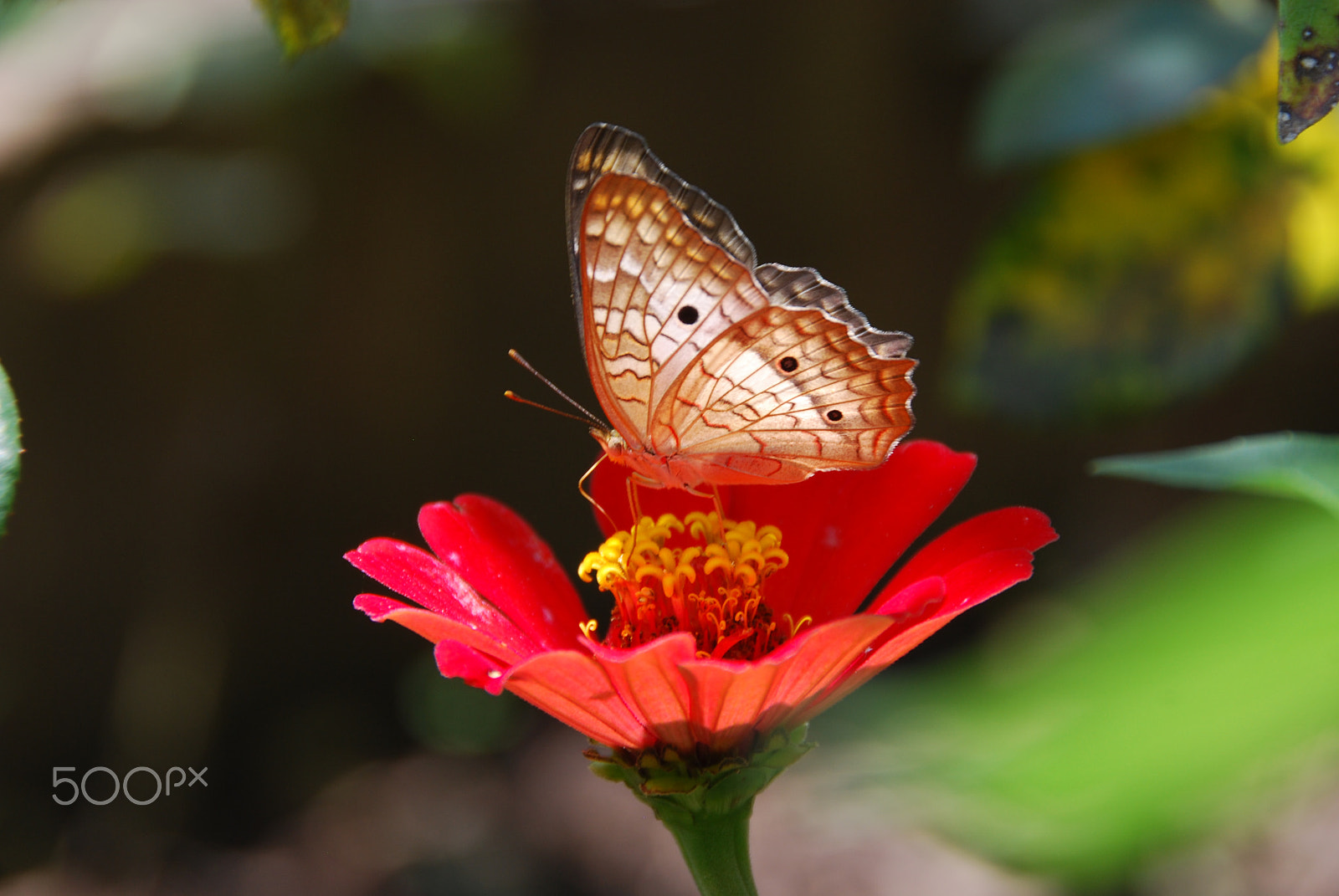 Nikon D40X sample photo. Baterfly photography