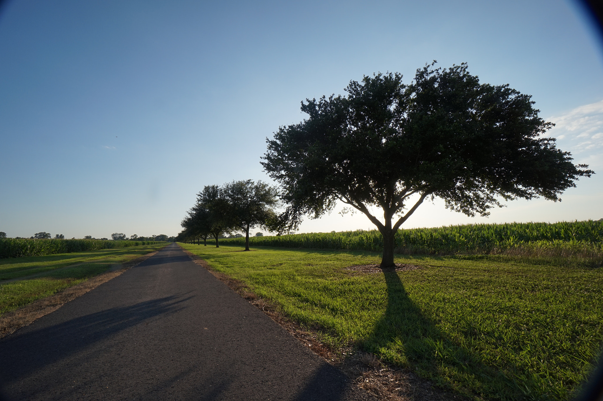 Sony Alpha QX1 + Sony E 10-18mm F4 OSS sample photo. Tree crops photography