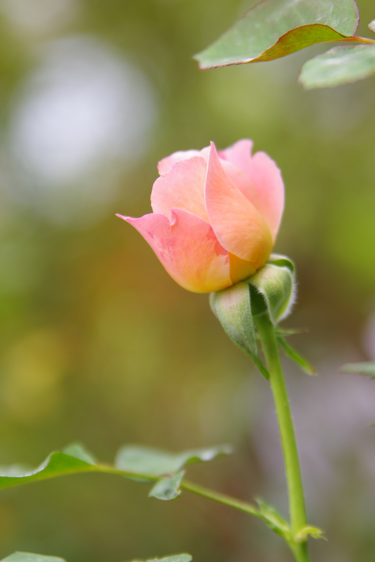 Tamron AF 28-75mm F2.8 XR Di LD Aspherical (IF) sample photo. Lonely rose photography