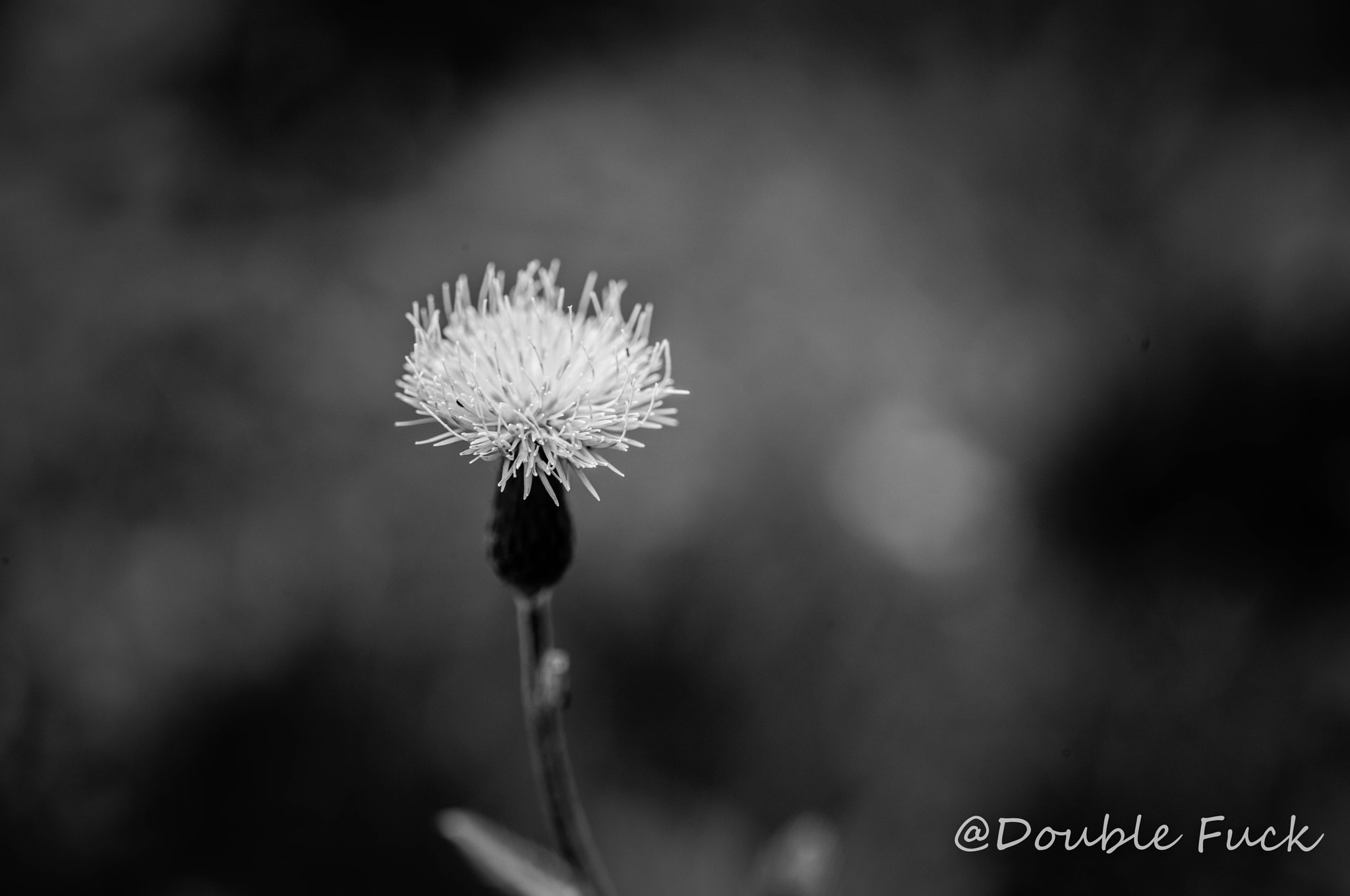 Apo-Macro-Summarit-S 120 CS sample photo