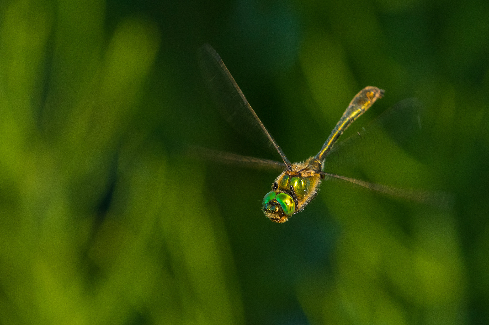 Canon EF 100-400mm F4.5-5.6L IS II USM sample photo. Downy emerald photography