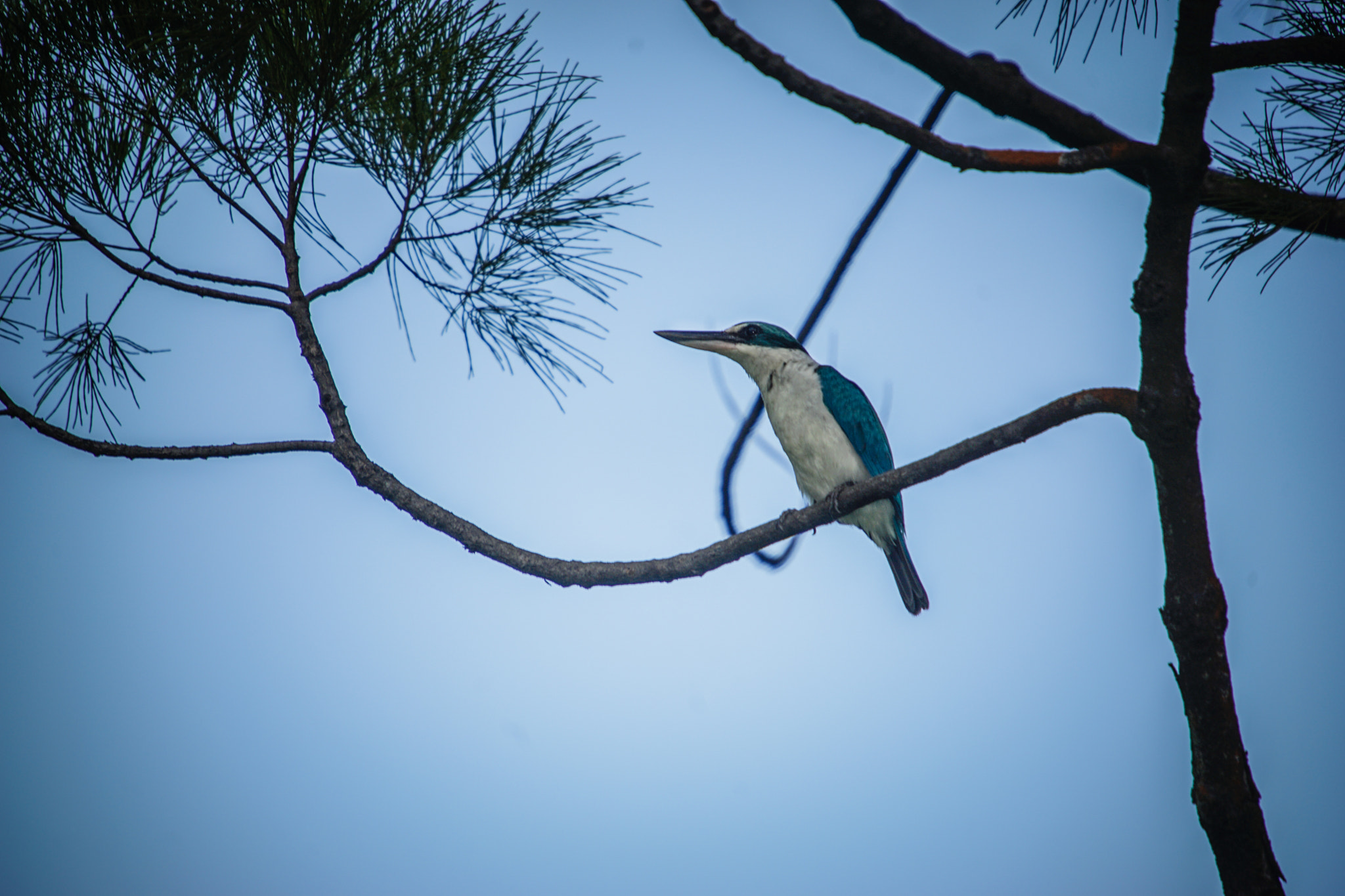 Minolta AF 300mm F2.8 HS-APO G sample photo. Sony a7ii w sigma 50-500 photography