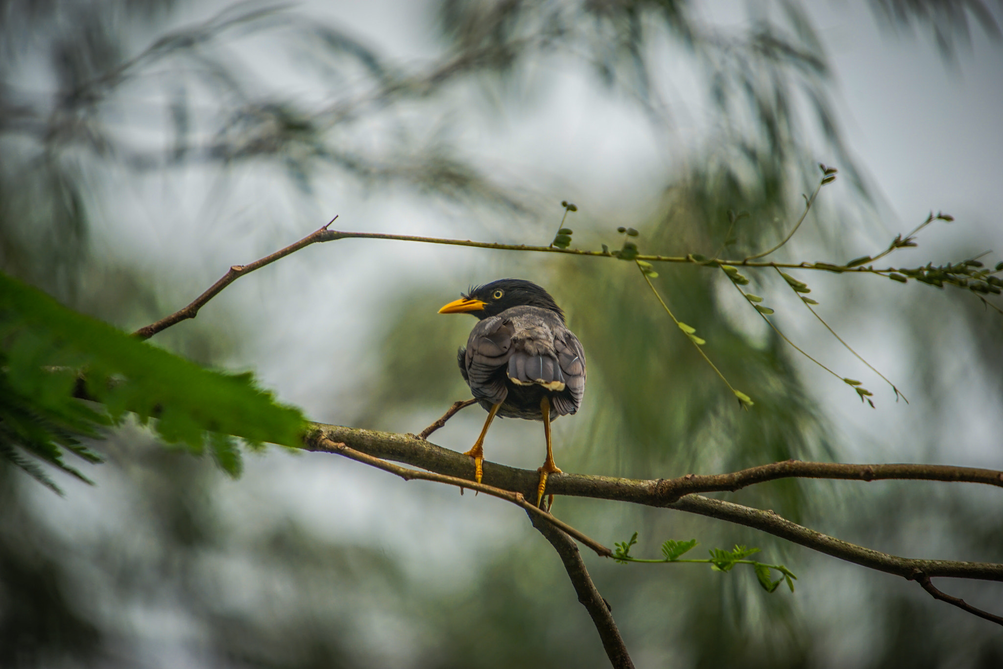 Minolta AF 300mm F2.8 HS-APO G sample photo. A7ii w sigma 50-500 photography