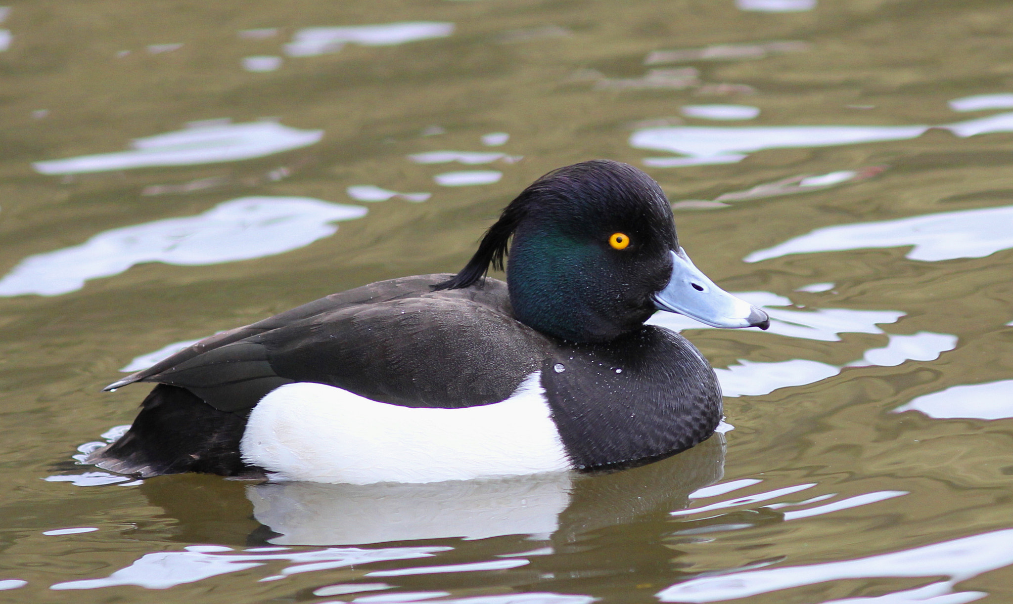 Canon EF 300mm F4L IS USM sample photo. Drake tufted duck photography