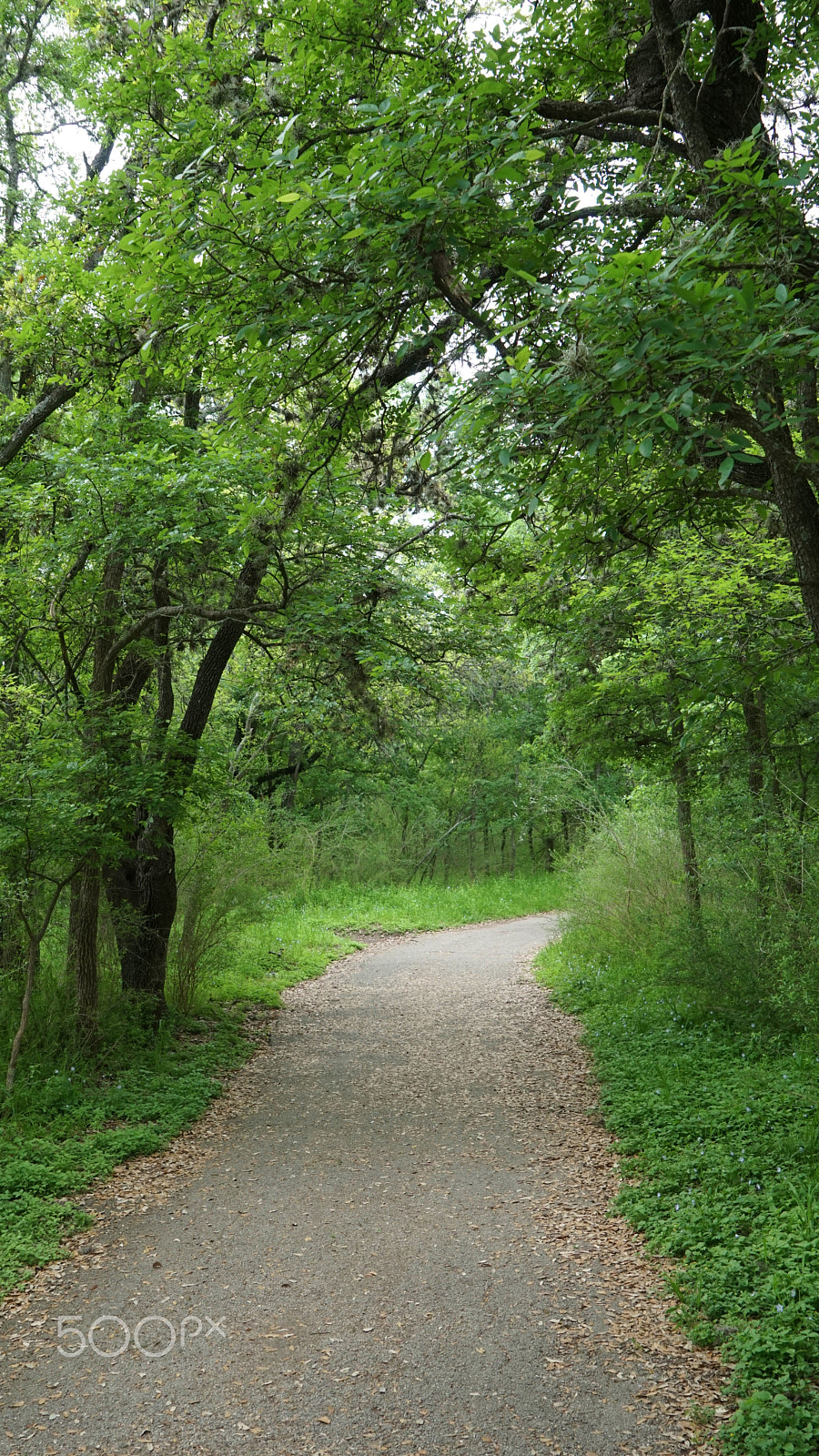 Sony a6000 + Sony Vario Tessar T* FE 24-70mm F4 ZA OSS sample photo. The path 2 photography