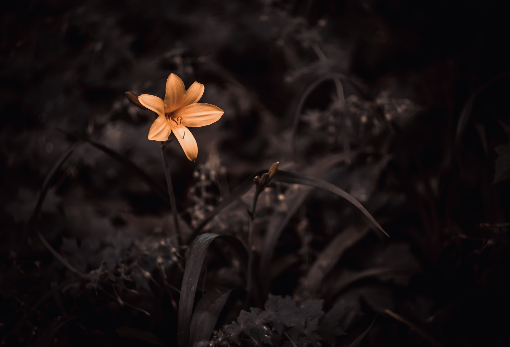 Sony SLT-A77 + Minolta AF 50mm F1.7 sample photo. Crinoid photography