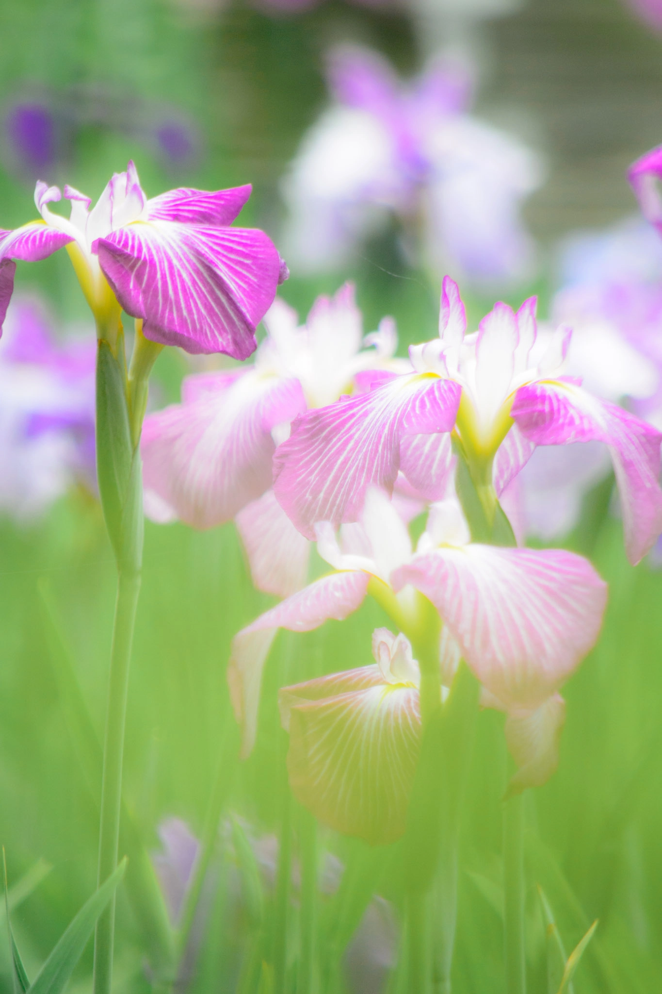 VR 55-300mm f/4.5-5.6G sample photo. Iris soft photography