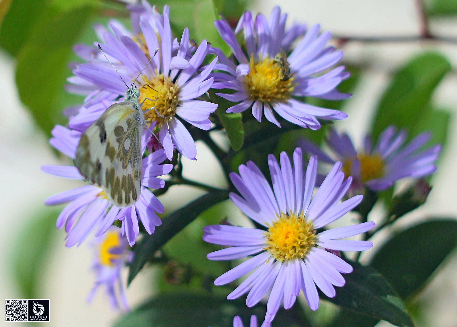 Canon EOS 500D (EOS Rebel T1i / EOS Kiss X3) sample photo. Ed photography