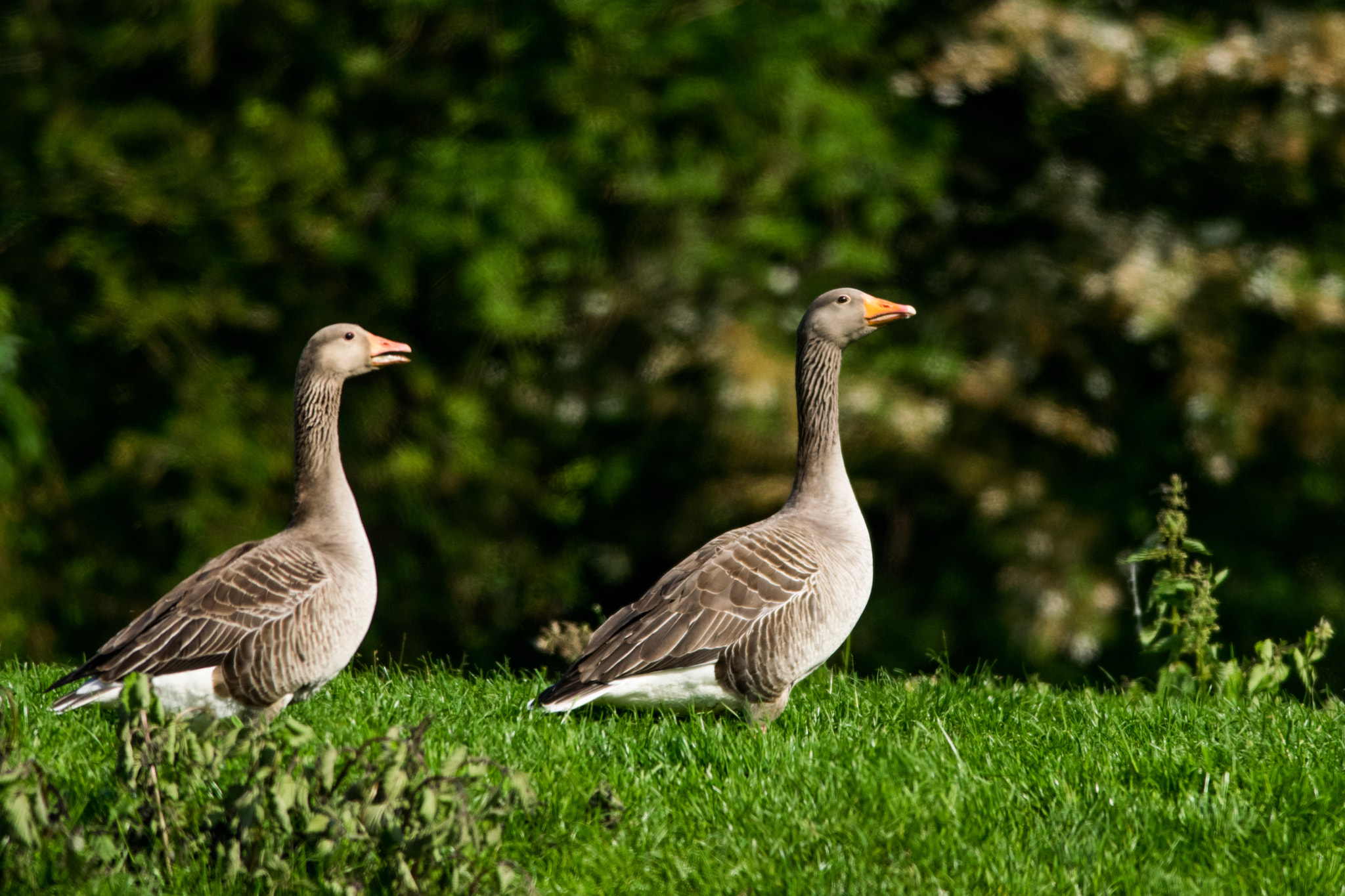 Nikon D5300 + Nikon AF-S Nikkor 300mm F4D ED-IF sample photo. Greylag photography