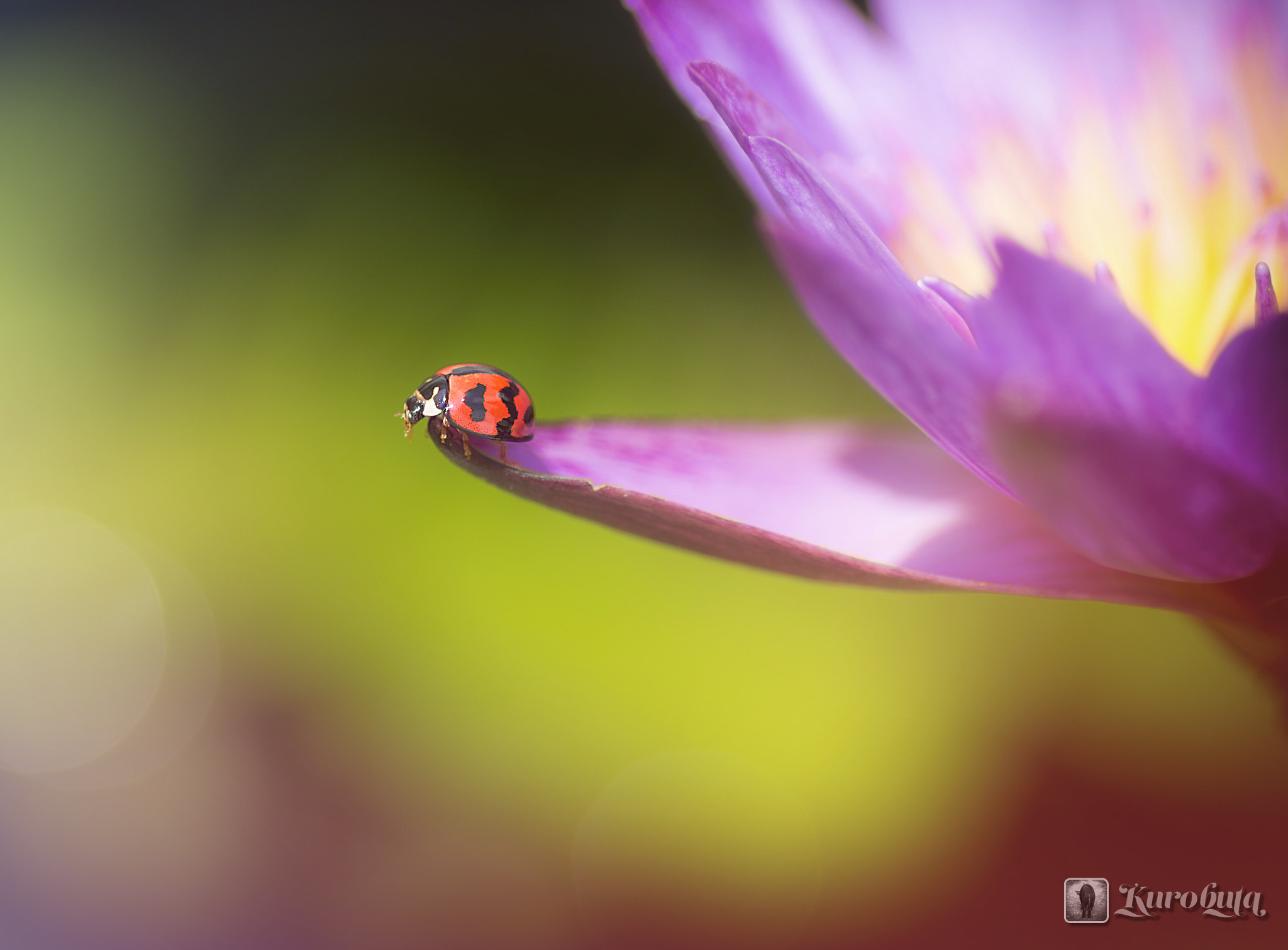 Pentax smc D-FA 100mm F2.8 Macro WR sample photo. Ladybird photography