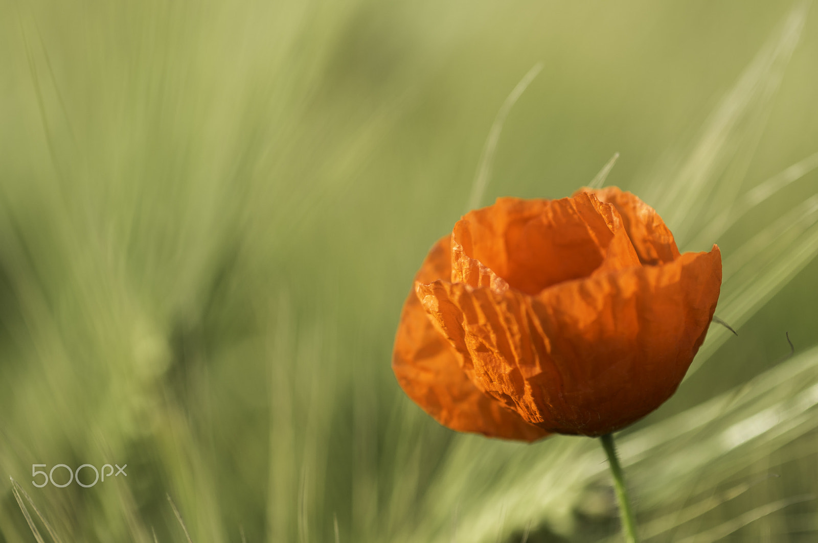 Pentax K-r + A Series Lens sample photo. Coquelicot 2 photography