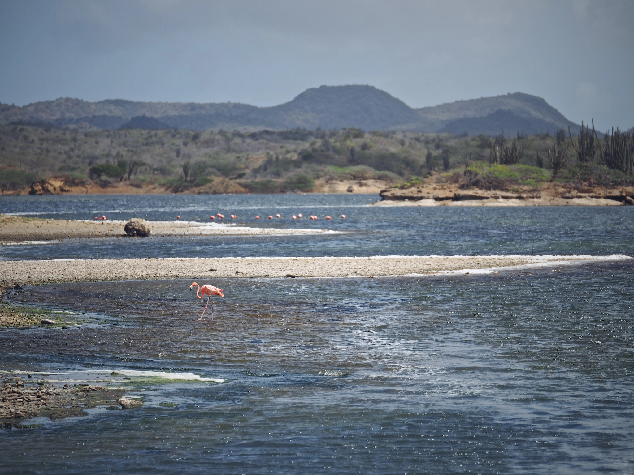 Panasonic Lumix G X Vario 35-100mm F2.8 OIS sample photo. Een flamingo photography