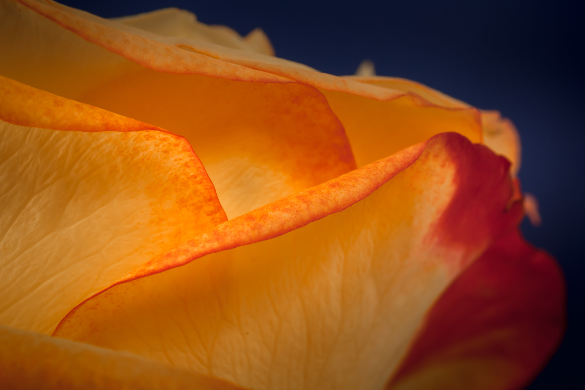 Canon EOS 1000D (EOS Digital Rebel XS / EOS Kiss F) sample photo. "curled...", beauty is in the detail! photography