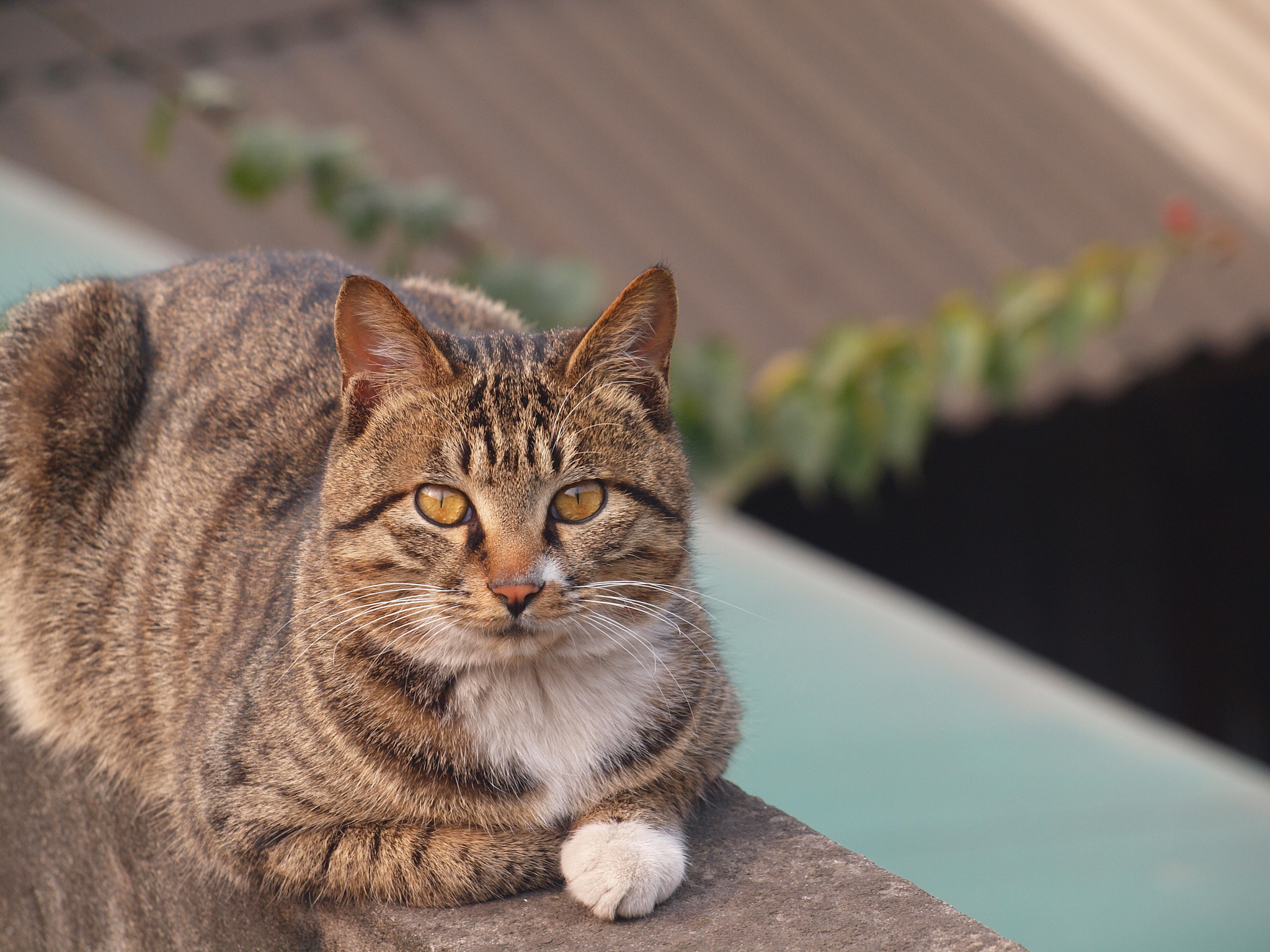 Olympus Zuiko Digital ED 40-150mm F4.0-5.6 sample photo