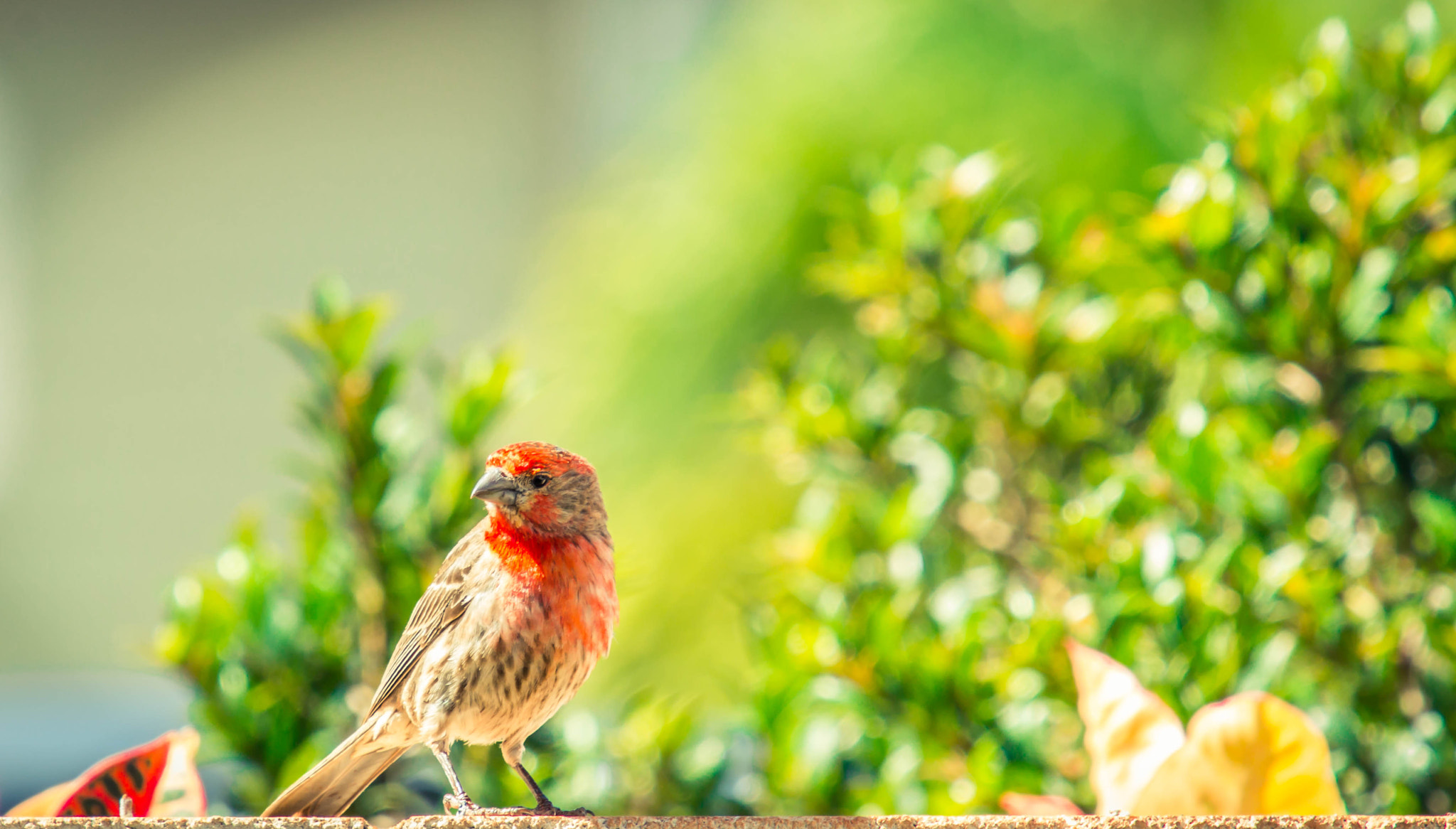 Canon EOS 70D + Canon EF 70-200mm F2.8L USM sample photo. House finch photography