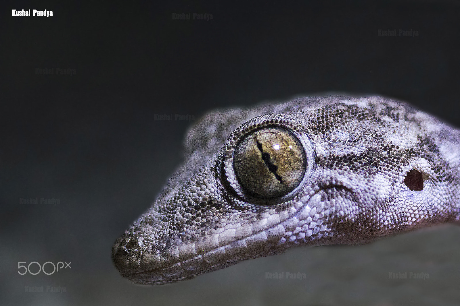 Nikon AF-S Micro-Nikkor 105mm F2.8G IF-ED VR sample photo. Bark gecko photography