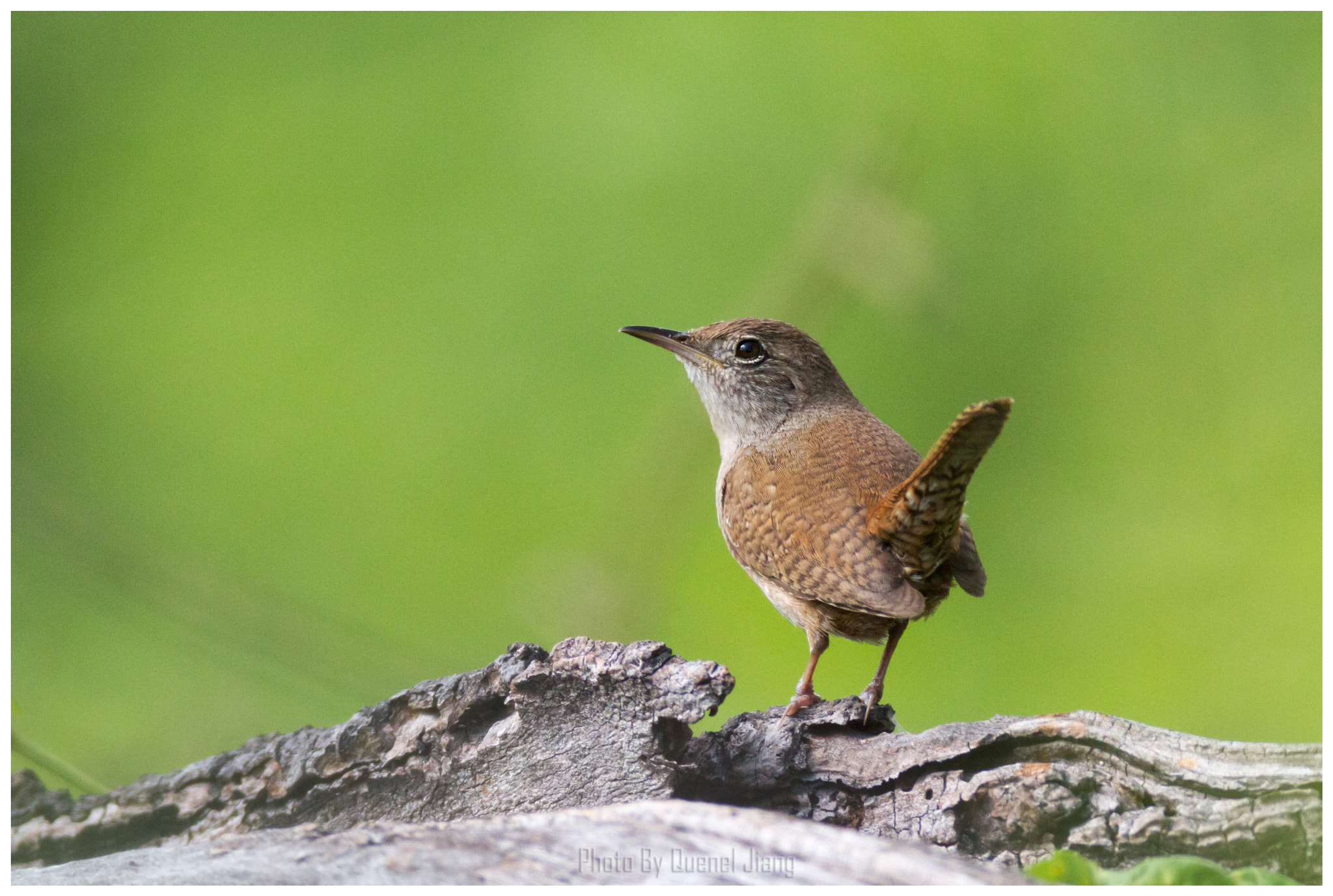 Canon EF 600mm F4L IS USM sample photo. Wren photography
