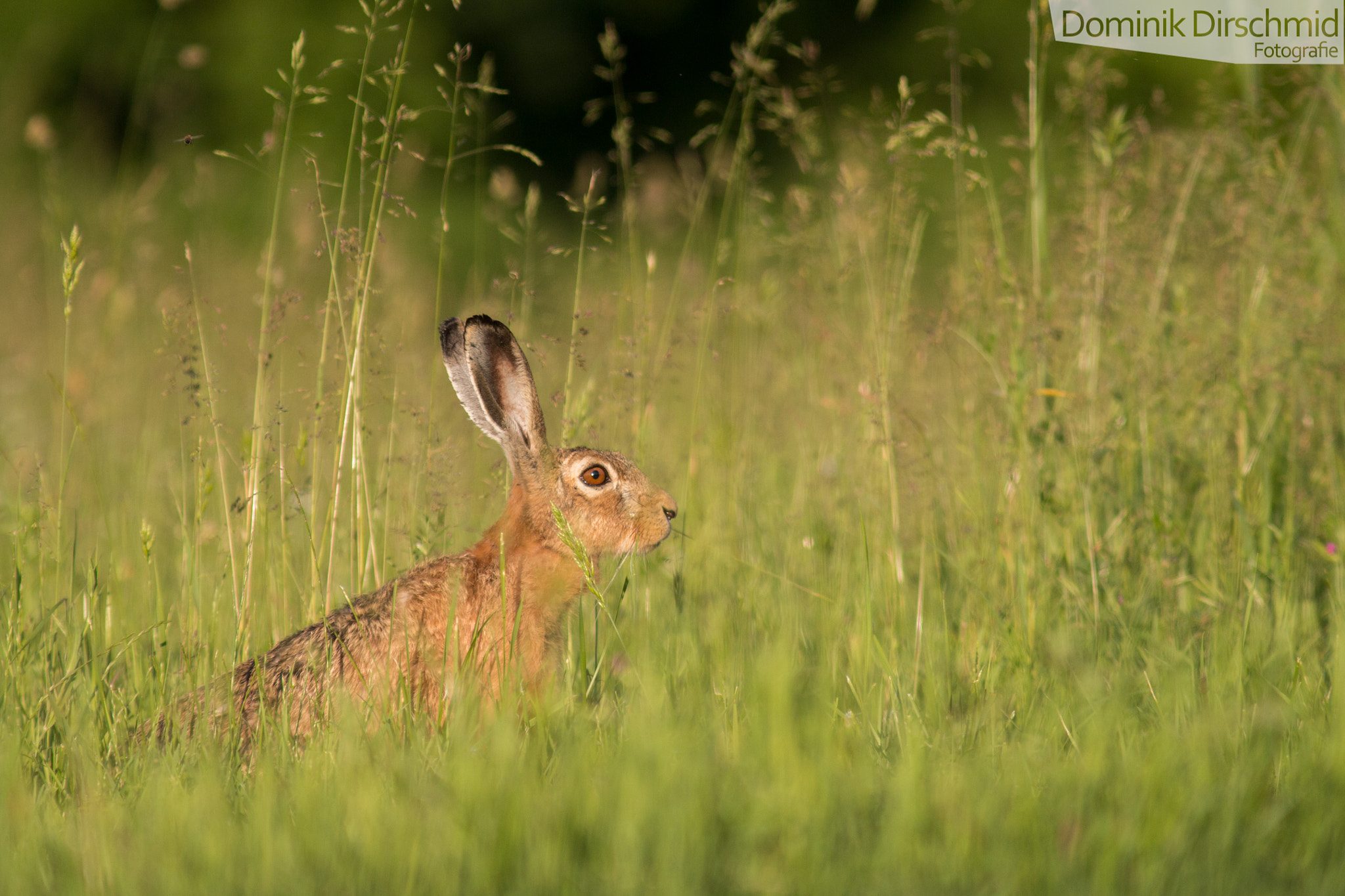 Canon EOS 70D + Canon EF 300mm F4L IS USM sample photo. Hare photography