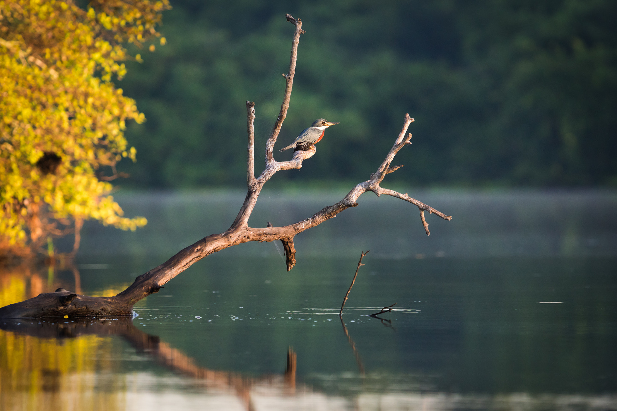 300mm F2.8 G sample photo. Morning in the pantanal photography