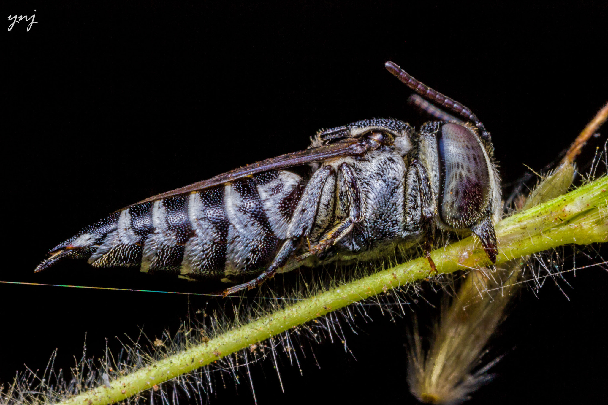 Canon MP-E 65mm F2.5 1-5x Macro Photo sample photo. Sleeping wasp photography