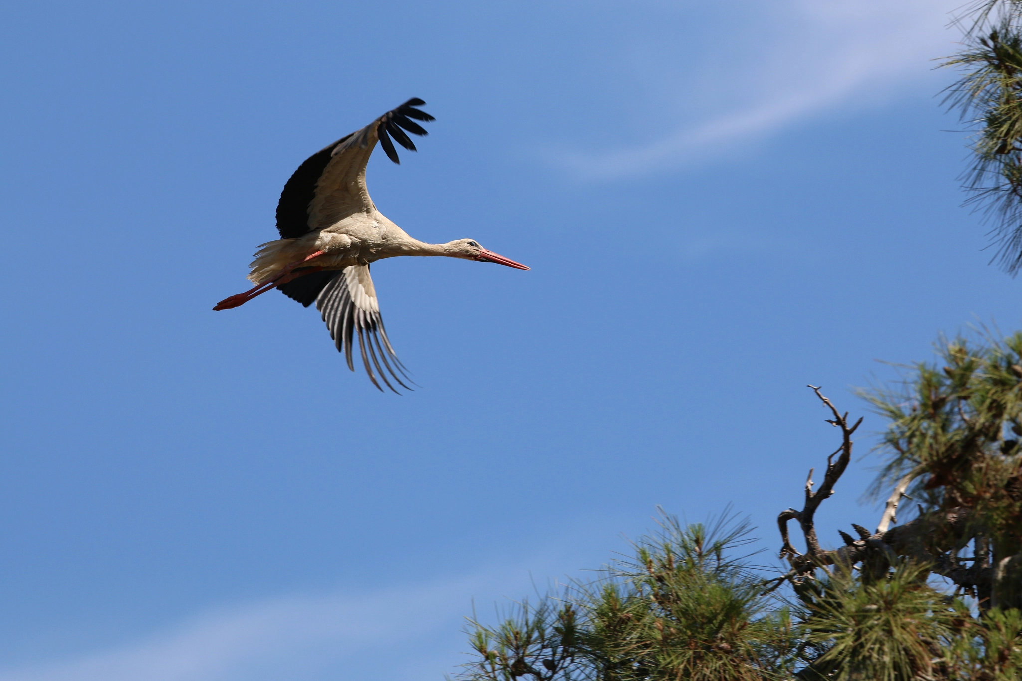Canon EOS 70D + Canon EF 300mm F2.8L IS USM sample photo. Stork photography
