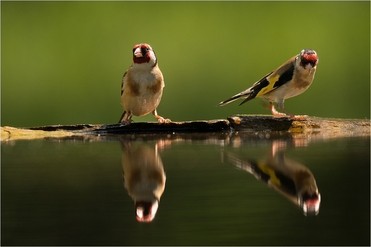 Nikon D800E sample photo. European goldfinch / stieglitz / distelfink photography