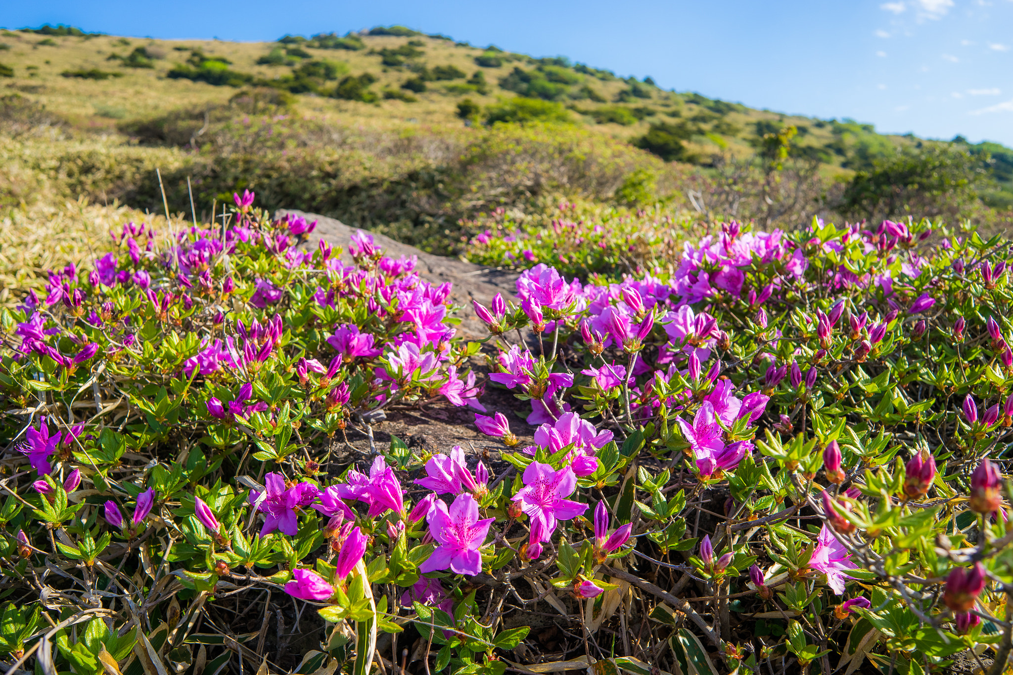 Sony a7 + Sony 28mm F2.8 sample photo. Hallasan flowers photography