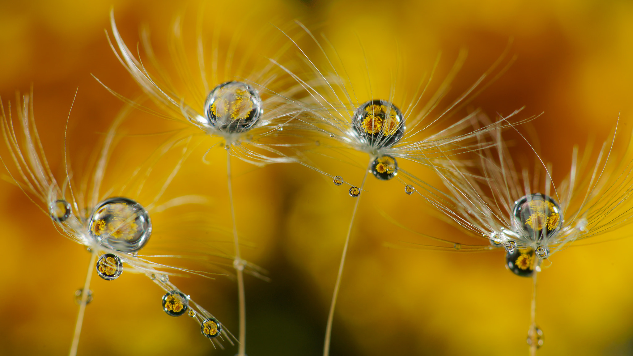 Sony SLT-A99V + Minolta AF 100mm F2.8 Macro [New] sample photo. World in the droplets photography